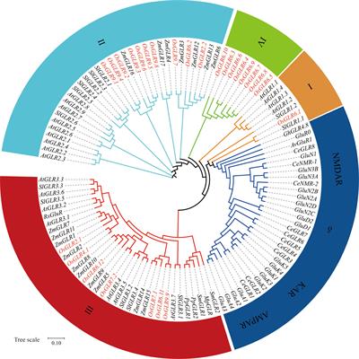 Functional characterization and allelic mining of OsGLR genes for potential uses in rice improvement